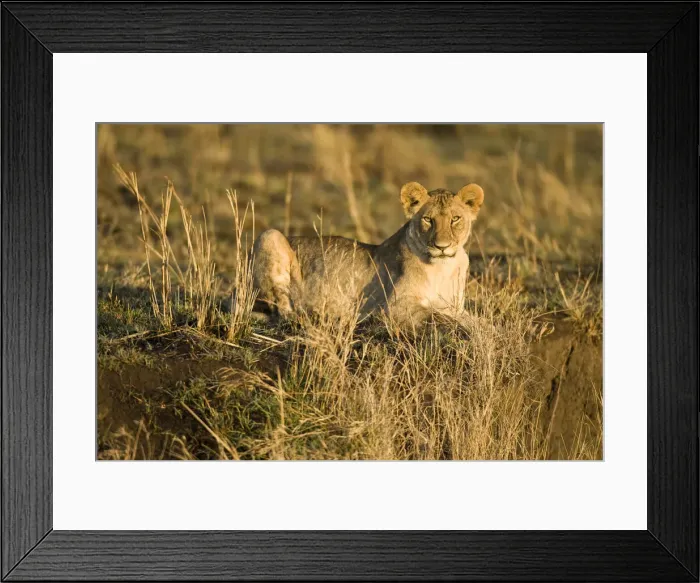 Framed Print : DDE-90020064 Framed Print : DDE-90020064