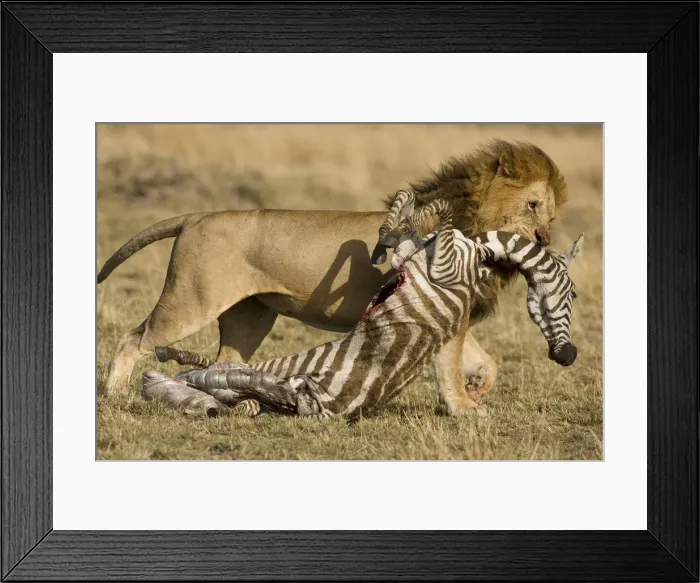 Framed Print : DDE-90020066 Framed Print : DDE-90020066