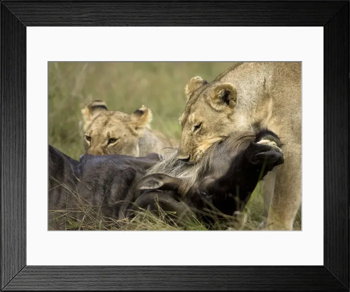 Framed Print : DDE-90020067 Framed Print : DDE-90020067