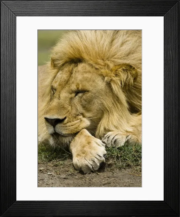 Framed Print : DDE-90020061 Framed Print : DDE-90020061