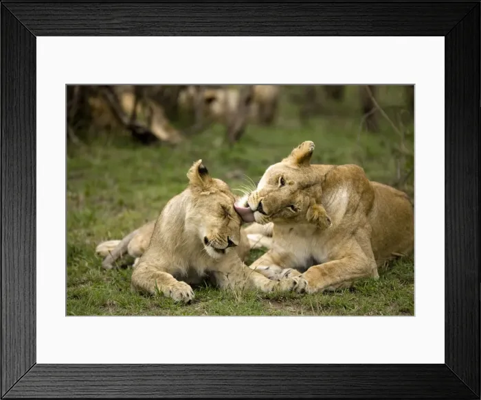 Framed Print : DDE-90020068 Framed Print : DDE-90020068
