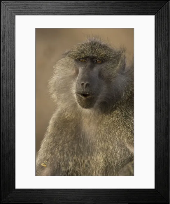 Framed Print : DDE-90020070 Framed Print : DDE-90020070