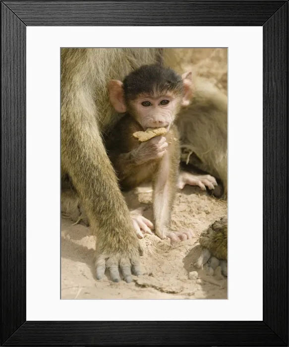 Framed Print : DDE-90020071 Framed Print : DDE-90020071