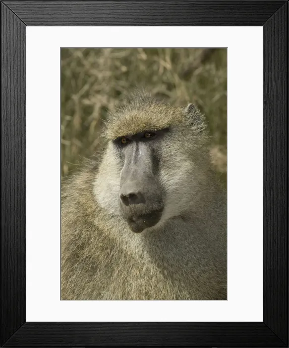 Framed Print : DDE-90020072