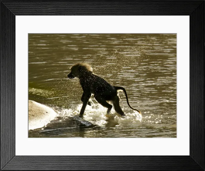 Framed Print : DDE-90020073 Framed Print : DDE-90020073