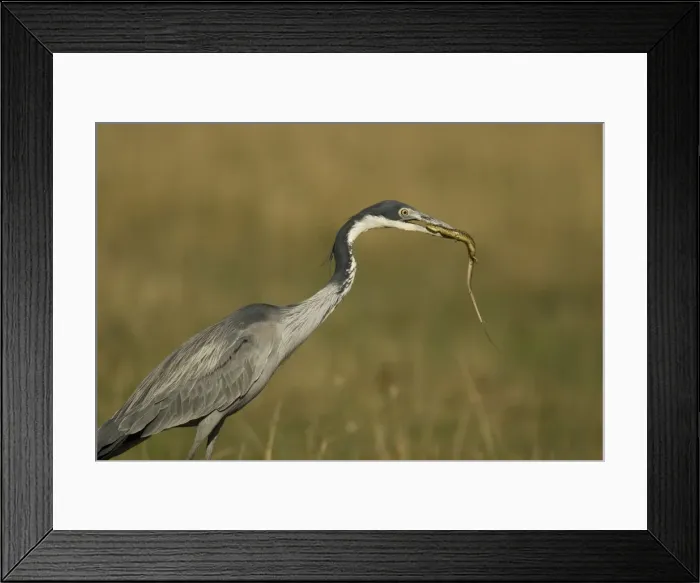 Framed Print : DDE-90020074 Framed Print : DDE-90020074