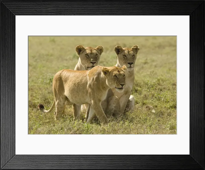 Framed Print : DDE-90020069 Framed Print : DDE-90020069