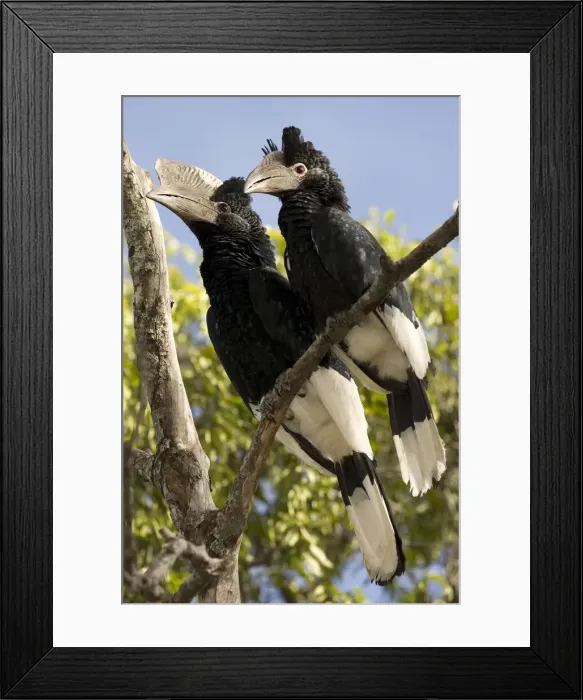 Framed Print : DDE-90020076 Framed Print : DDE-90020076