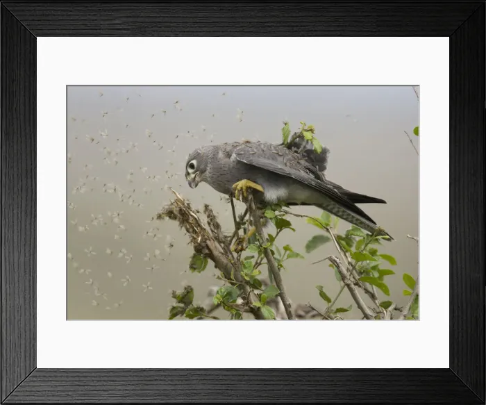 Framed Print : DDE-90020077 Framed Print : DDE-90020077