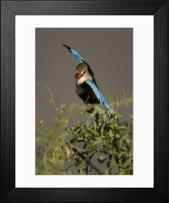 Framed Print : DDE-90020078 Framed Print : DDE-90020078