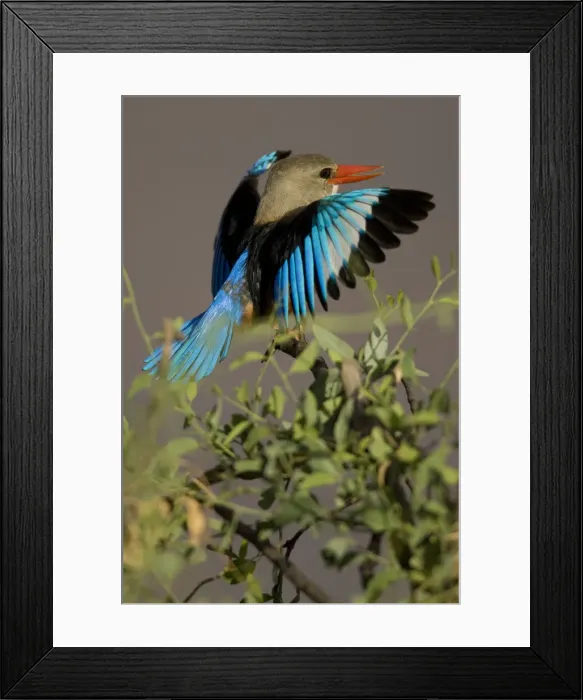 Framed Print : DDE-90020079 Framed Print : DDE-90020079