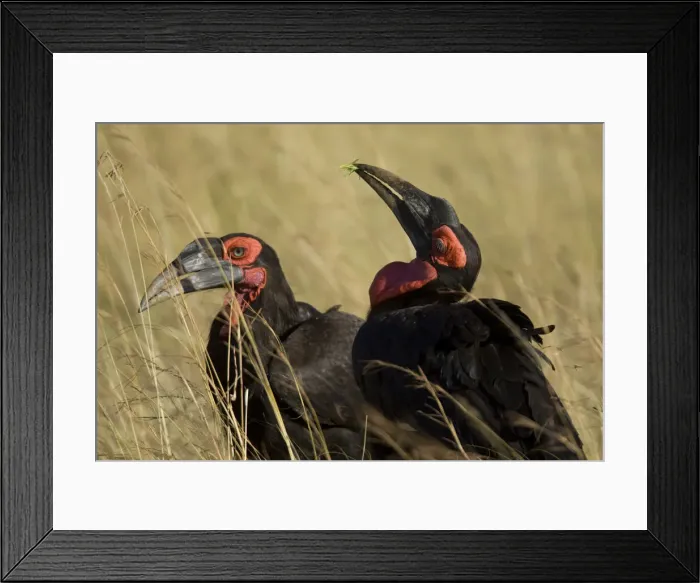 Framed Print : DDE-90020080 Framed Print : DDE-90020080