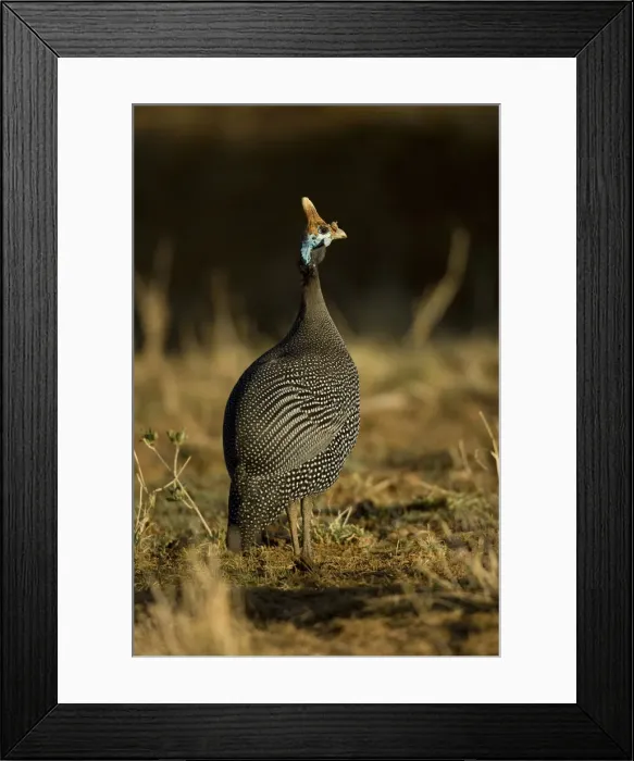 Framed Print : DDE-90020081 Framed Print : DDE-90020081