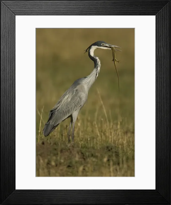 Framed Print : DDE-90020075 Framed Print : DDE-90020075