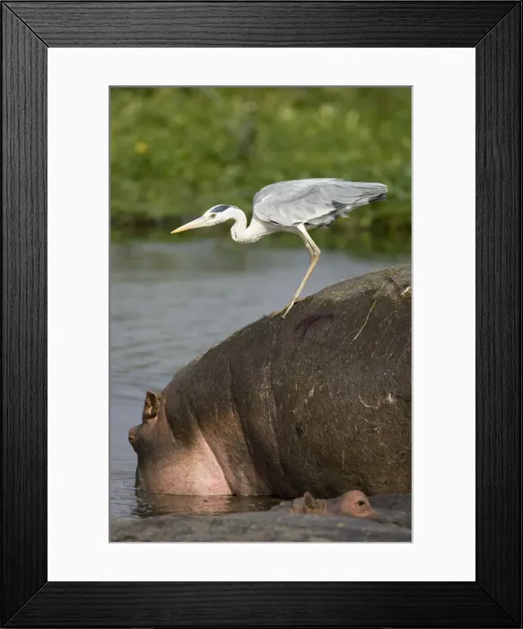 Framed Print : DDE-90020082 Framed Print : DDE-90020082