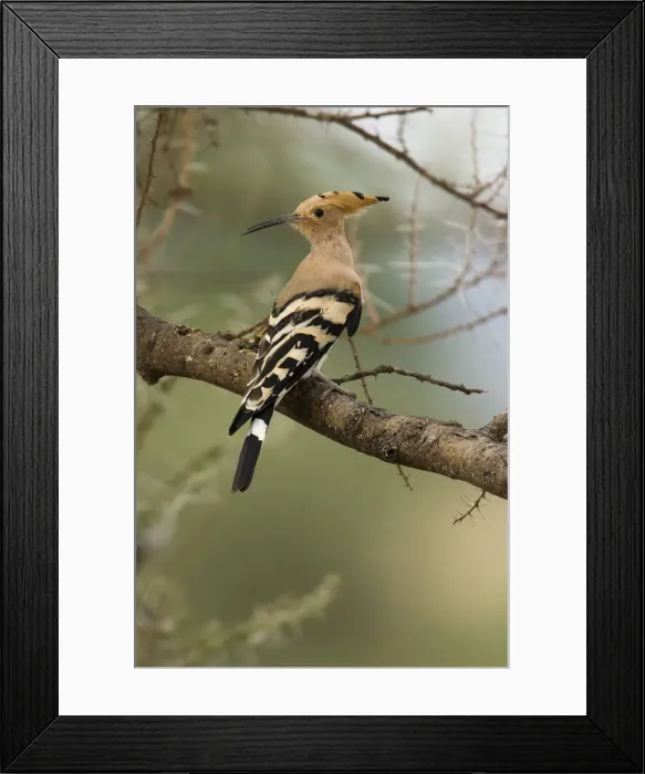 Framed Print : DDE-90020084