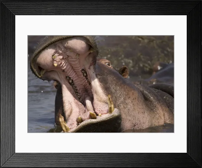 Framed Print : DDE-90020083