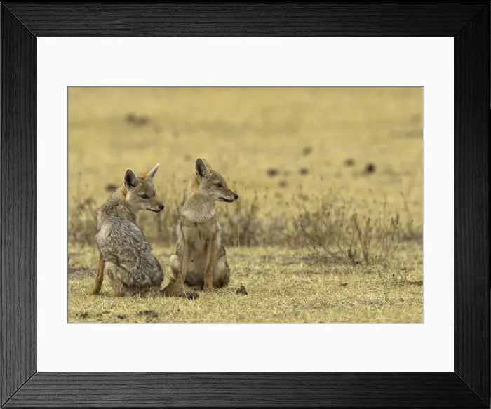 Framed Print : DDE-90020086 Framed Print : DDE-90020086