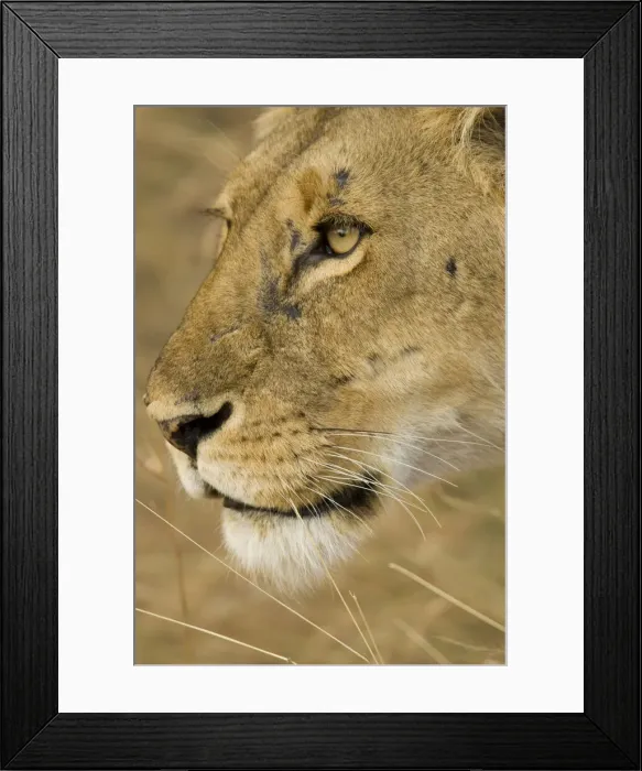 Framed Print : DDE-90020087 Framed Print : DDE-90020087