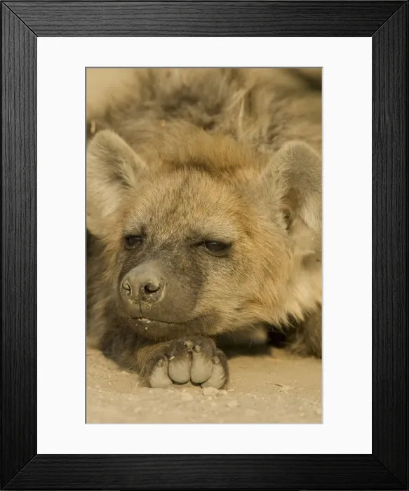 Framed Print : DDE-90020085 Framed Print : DDE-90020085