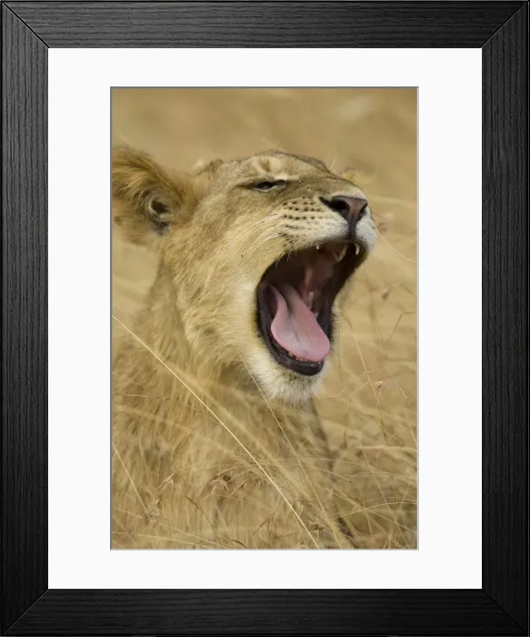 Framed Print : DDE-90020088 Framed Print : DDE-90020088