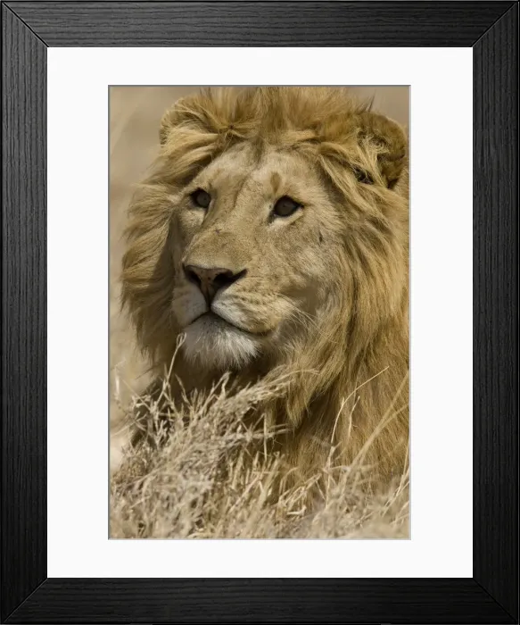 Framed Print : DDE-90020089 Framed Print : DDE-90020089