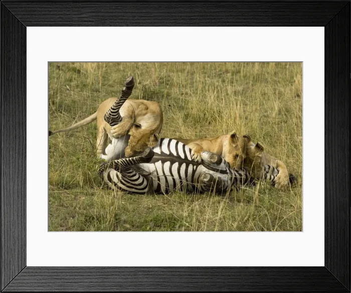 Framed Print : DDE-90020090 Framed Print : DDE-90020090