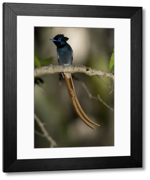 Framed Print : DDE-90020092 Framed Print : DDE-90020092