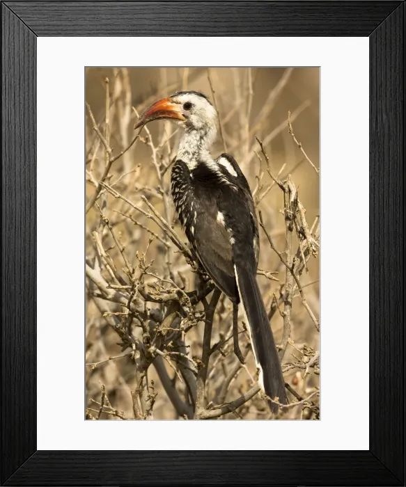 Framed Print : DDE-90020093 Framed Print : DDE-90020093