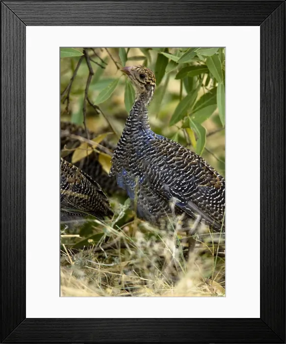 Framed Print : DDE-90020095 Framed Print : DDE-90020095