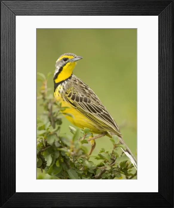 Framed Print : DDE-90020096 Framed Print : DDE-90020096
