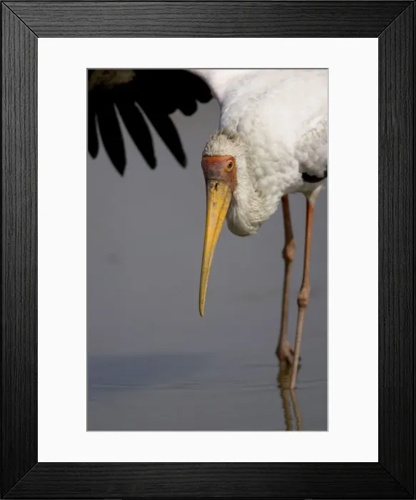 Framed Print : DDE-90020098 Framed Print : DDE-90020098
