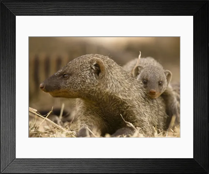 Framed Print : DDE-90020091 Framed Print : DDE-90020091