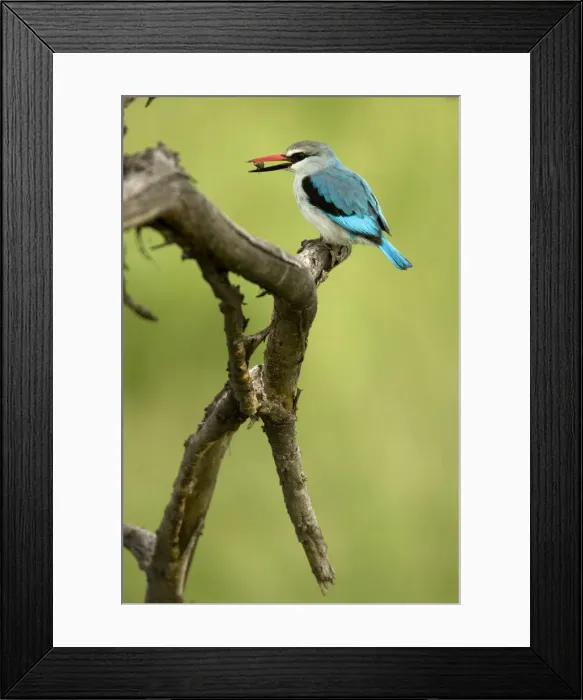 Framed Print : DDE-90020099 Framed Print : DDE-90020099