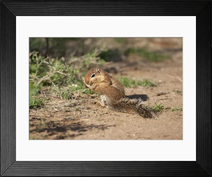 Framed Print : DDE-90020106