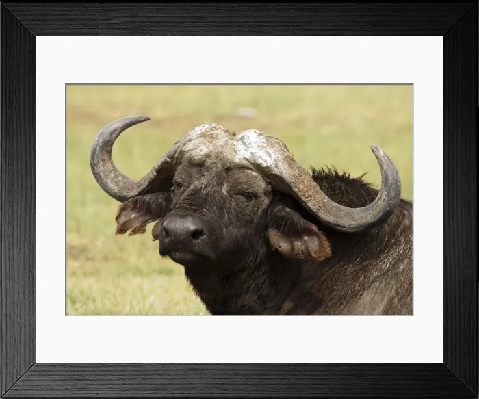 Framed Print : DDE-90020107 Framed Print : DDE-90020107