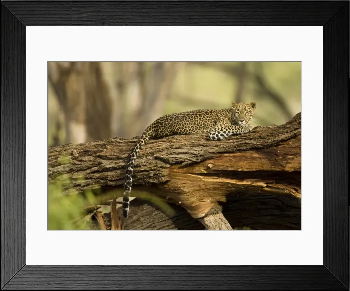 Framed Print : DDE-90020109 Framed Print : DDE-90020109