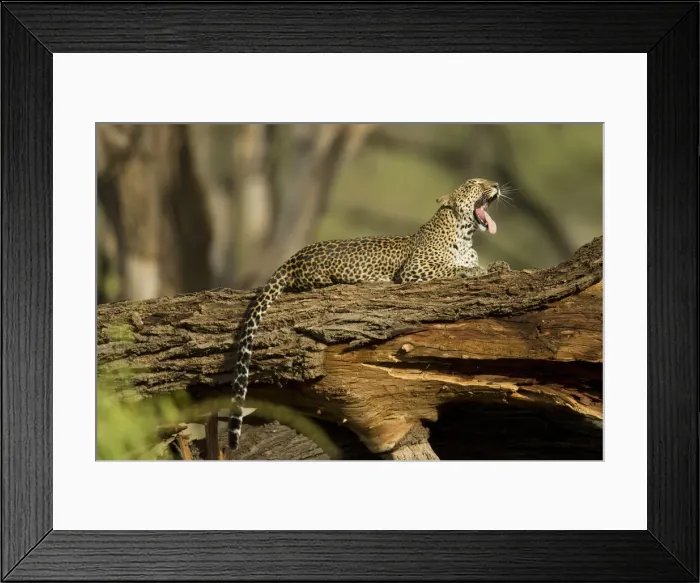 Framed Print : DDE-90020110 Framed Print : DDE-90020110