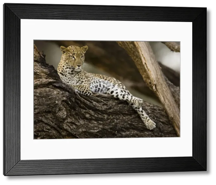 Framed Print : DDE-90020111 Framed Print : DDE-90020111