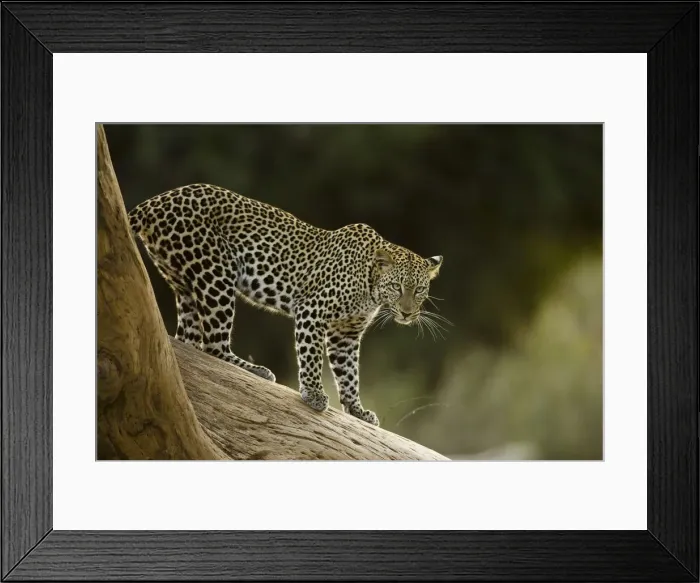 Framed Print : DDE-90020114 Framed Print : DDE-90020114