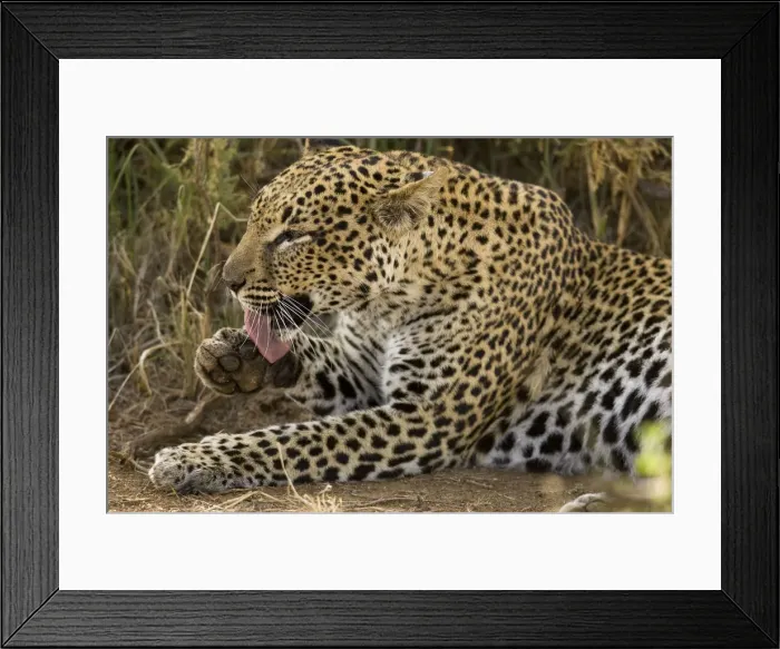 Framed Print : DDE-90020115 Framed Print : DDE-90020115