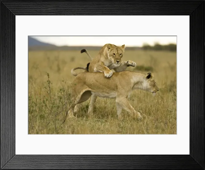 Framed Print : DDE-90020118 Framed Print : DDE-90020118