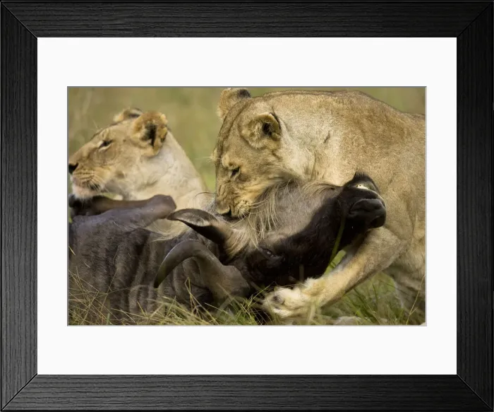 Framed Print : DDE-90020119 Framed Print : DDE-90020119