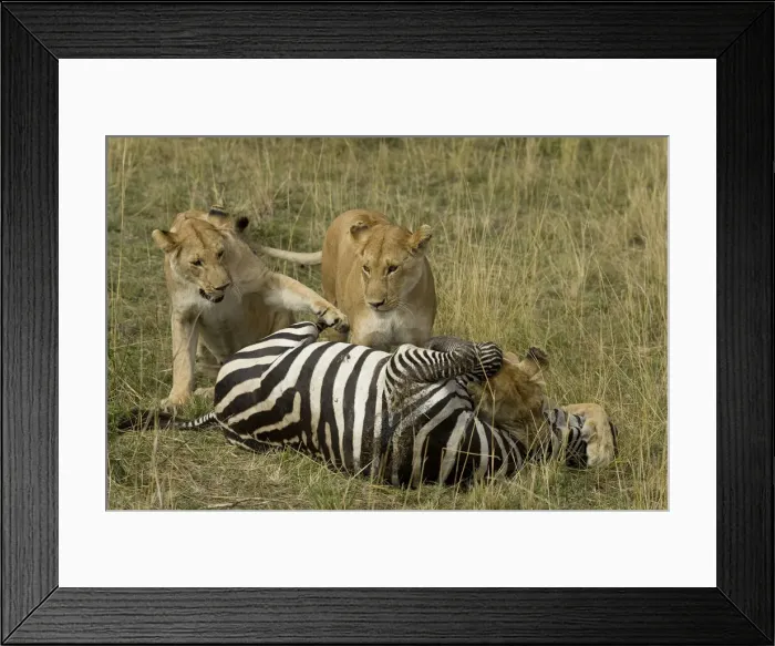 Framed Print : DDE-90020120 Framed Print : DDE-90020120