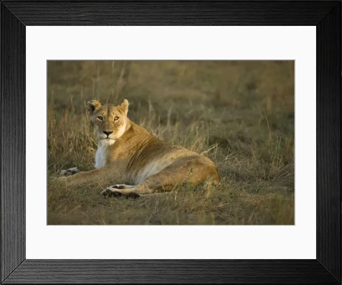 Framed Print : DDE-90020121 Framed Print : DDE-90020121