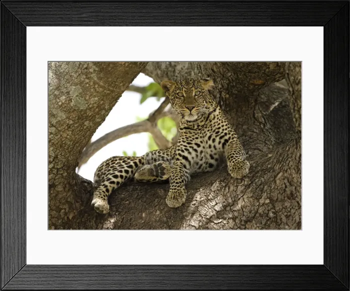 Framed Print : DDE-90020113 Framed Print : DDE-90020113