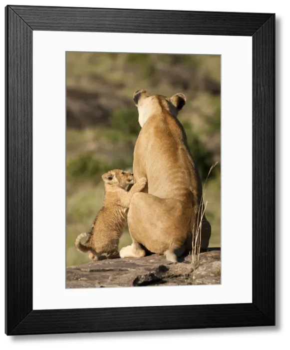 Framed Print : DDE-90020123 Framed Print : DDE-90020123