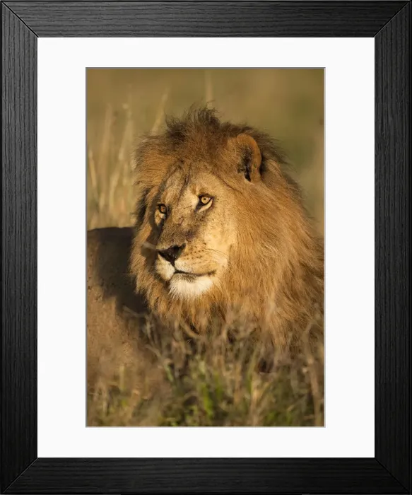 Framed Print : DDE-90020126 Framed Print : DDE-90020126