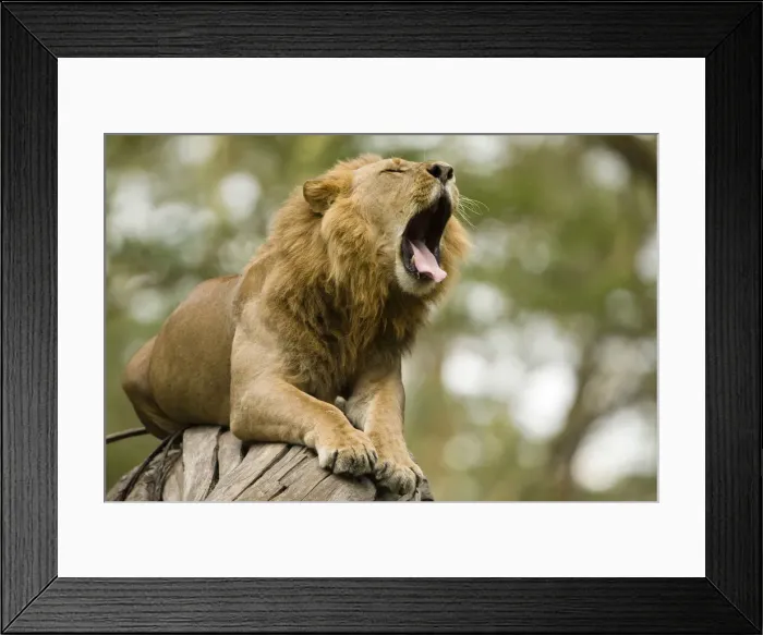 Framed Print : DDE-90020127 Framed Print : DDE-90020127