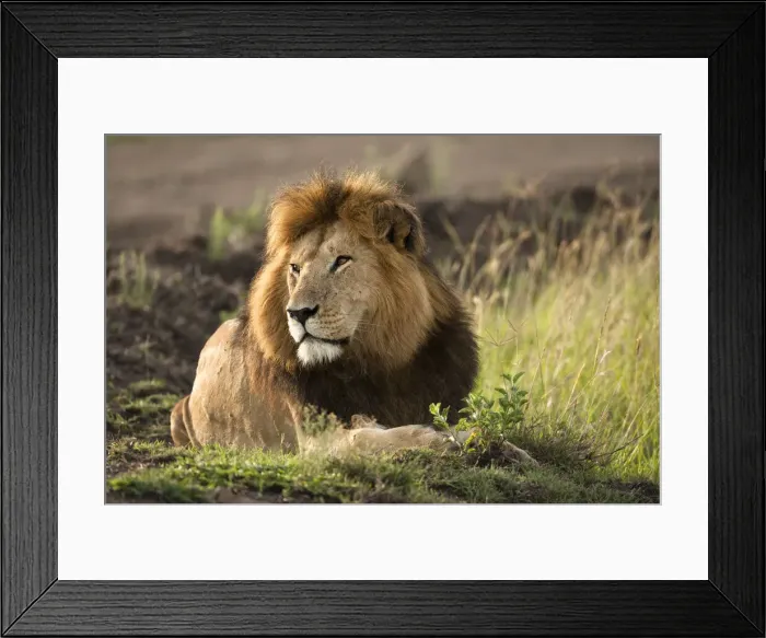 Framed Print : DDE-90020130 Framed Print : DDE-90020130